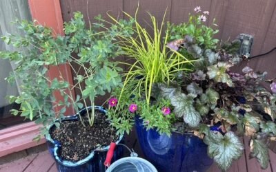 10 Best Practices for Perennial Gardens in Containers