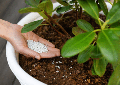 Hand holding granular fertilizer above soil in a container