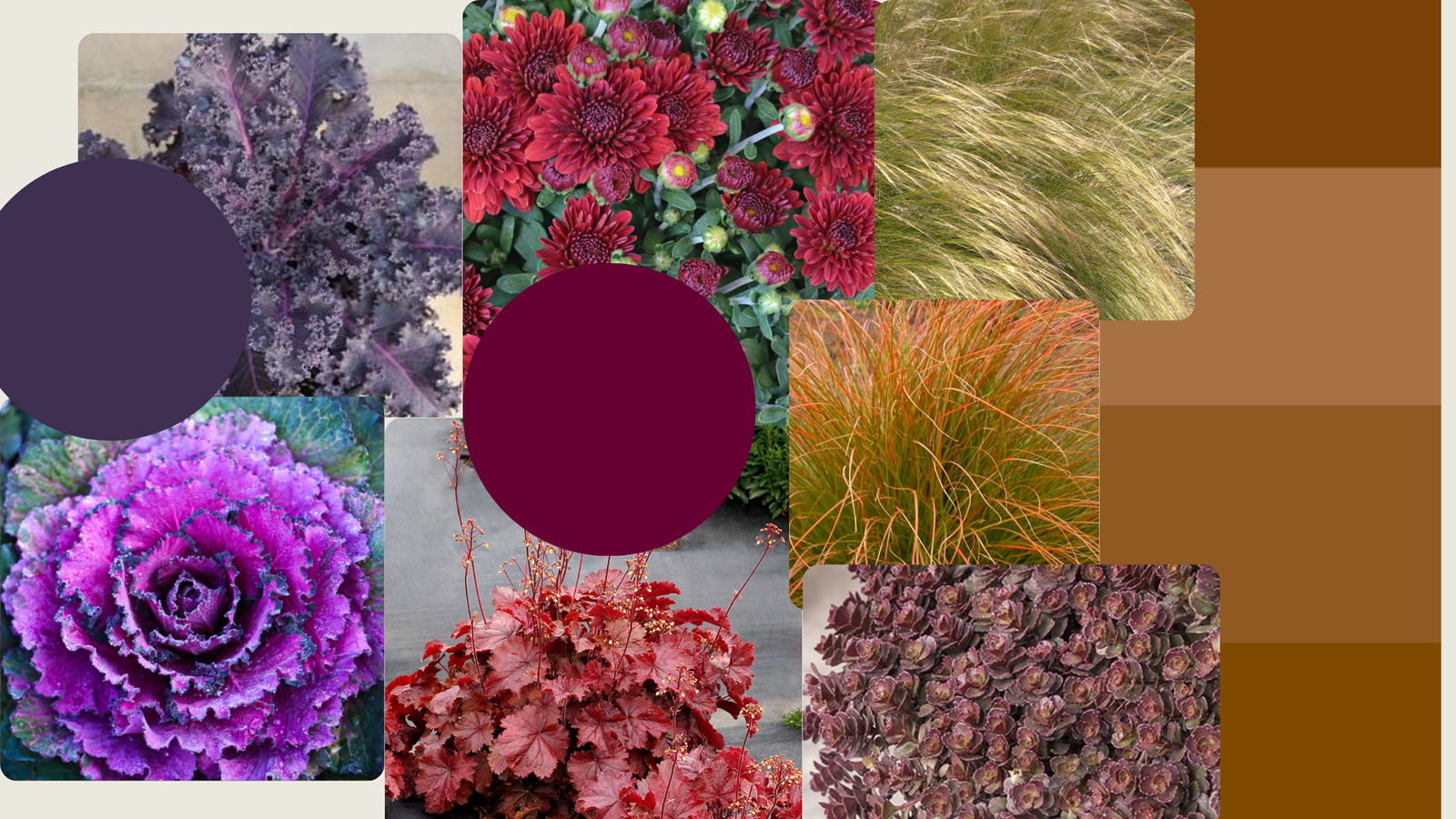 Burgundy, bronze and smoky purple plants with color swatches