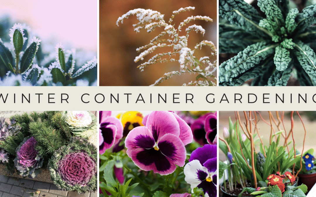 Winter Container Gardening: Preparing for the Final Seasonal Rotation