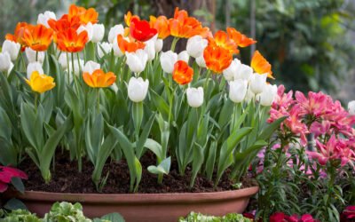 Pro Guide to Planting Bulbs in Containers